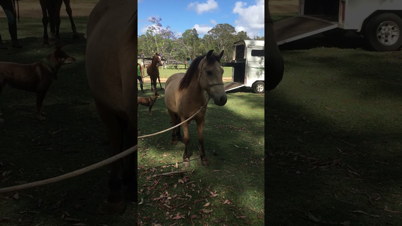 camera iphone 8 plus apk Ello meeting her Foal