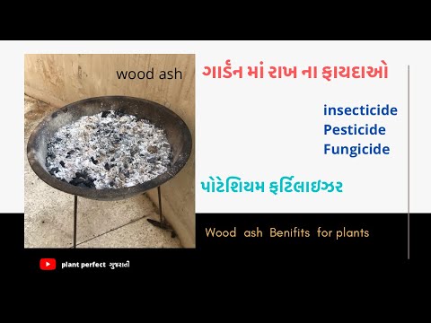 ગાર્ડન માં રાખ ઉપયોગ | wood ash  | rakh | garden ma rakh na 5 fayada | potassium fertilizer