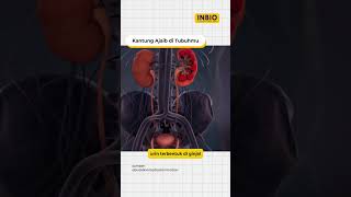 Fungsi Kandung Kemih & Proses Penyimpanan Urin