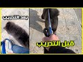 طريقة تدريب الكلب على المشي بدون سحب اليش