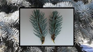 Выращивание голубой ели черенками в домашних условиях / Осенняя посадка Выращивание голубой ели черенками в домашних условиях / Осенняя посадка