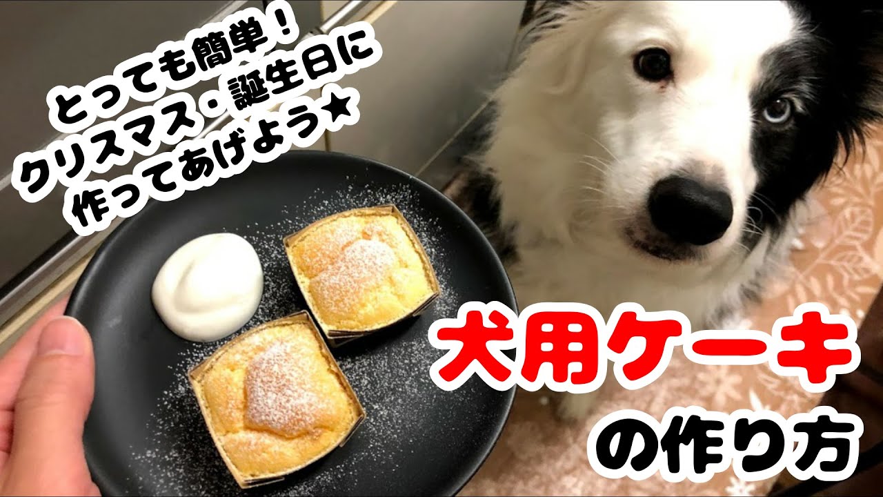 超簡単 犬用ケーキ作り方 ボーダーコリー柚輝のお誕生日 Youtube