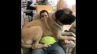OOOMG! Big Dogs think they're Lap Dogs!! Cute \& Funny