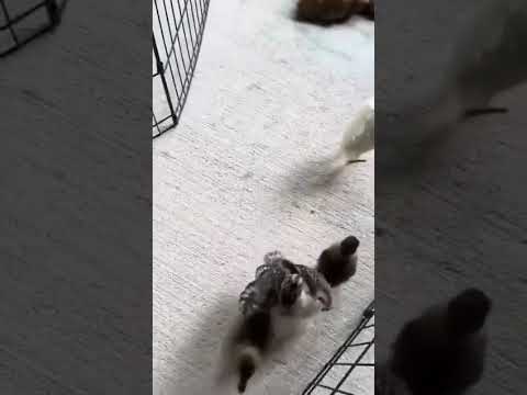 شكلك متضايق