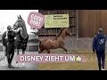 Disney zieht um 