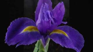 Video thumbnail of "BIAGIO ANTONACCI - IRIS"