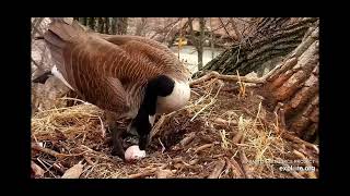 Mother Goose lays egg#1 on N2B nest (Decorah) 3\/21\/2023  courtesy of explore.org