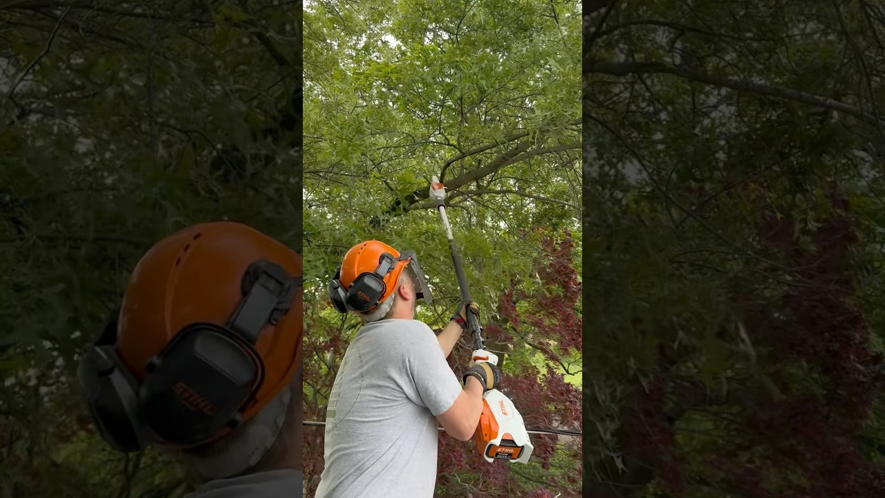 Stihl HTA 86 battery powered pole saw.  The perfect pole saw! 