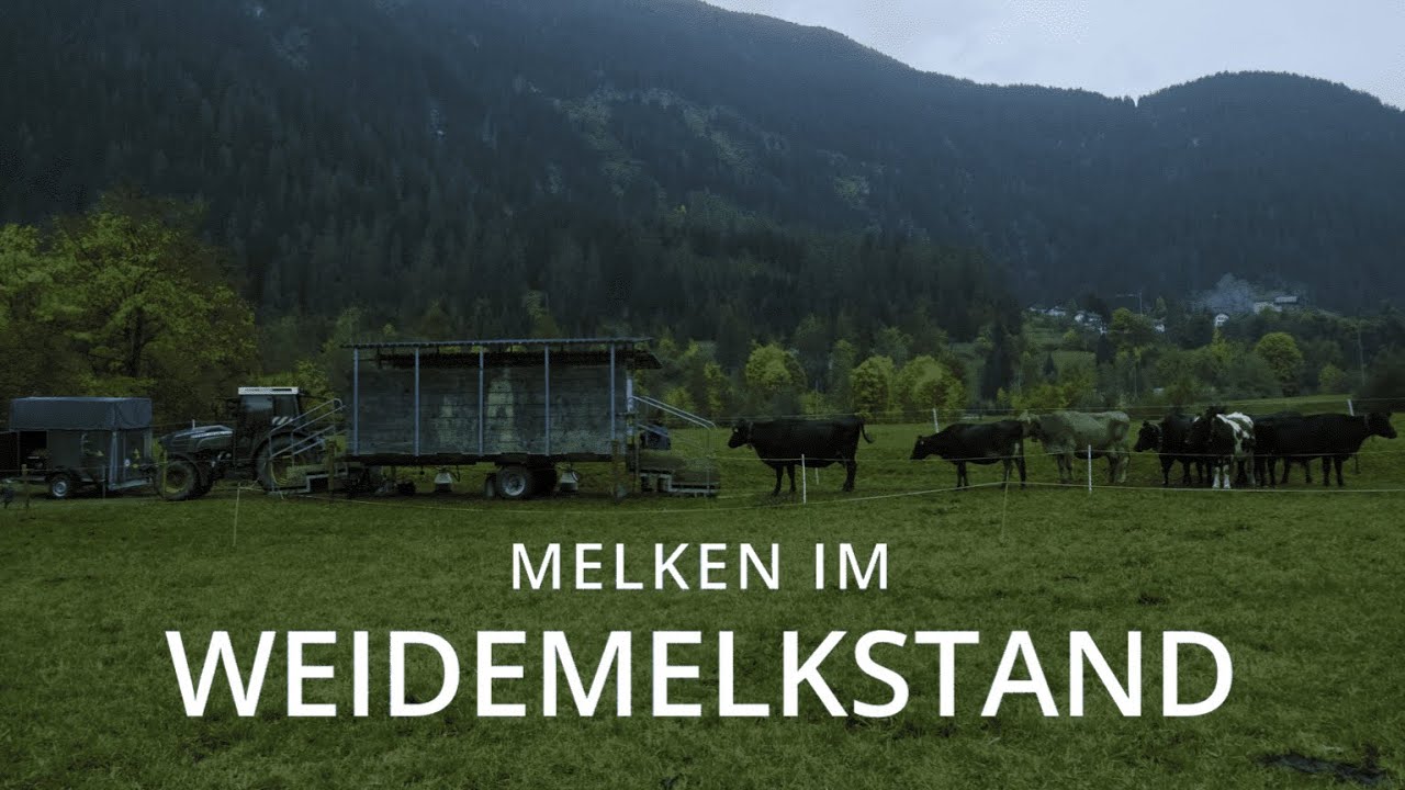 Melken im Weidemelkstand