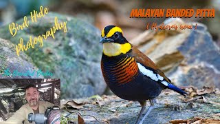 Amazing Birds of Thailand | Birding at Si Phang Nga National Park |