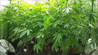 Brandy Wine , Cake Bomb , Chem 4 x Platinum - part 9