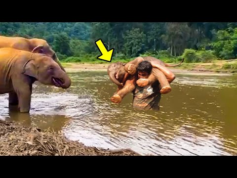A Drowning Baby Elephant Couldn't Move. When Help Arrived They Were Shocked to See The Herd Do THIS!