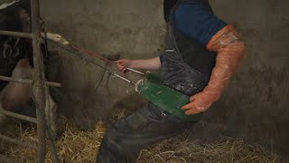 Calving Ist A Must For The Calving Season Only Place To Buy Them