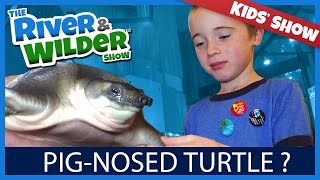 PIGNOSED TURTLE AT SCIENCE CENTRE ?!? | KIDS TV