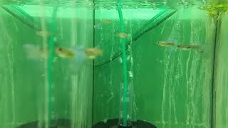 Blue Grass Guppy . Гуппи голубая трава.