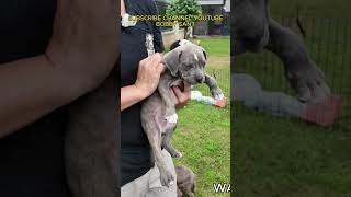 Peternakan Anjing Pitbull