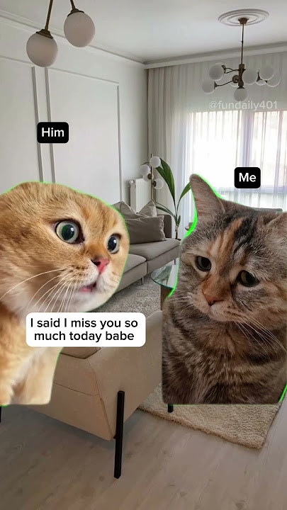 Wau #funny #funnycats #meme #cats #viral #relationship #relationshipmeme #relationshipgoals
