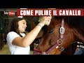 COME PULIRE IL CAVALLO - Silvia presenta l'Equitazione - puntata 20