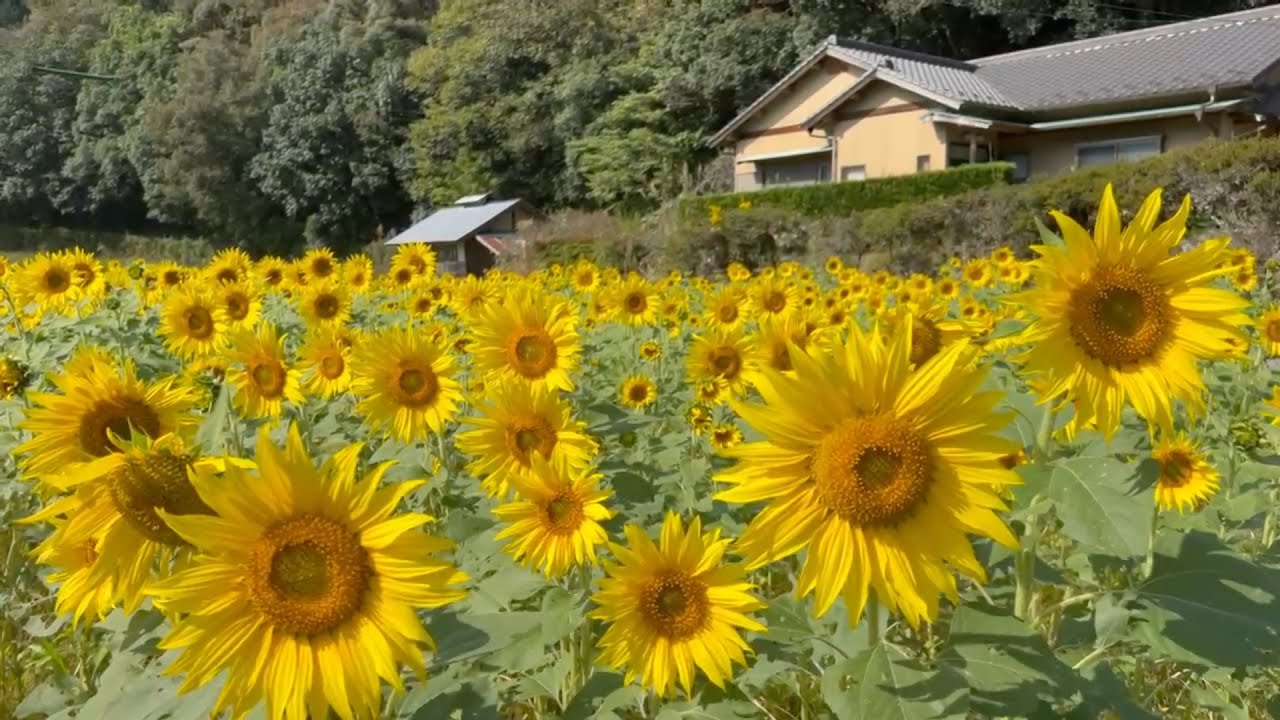 2023/10/19 見頃です！ 下小越の遅咲きひまわり畑 その3 〜愛媛県鬼