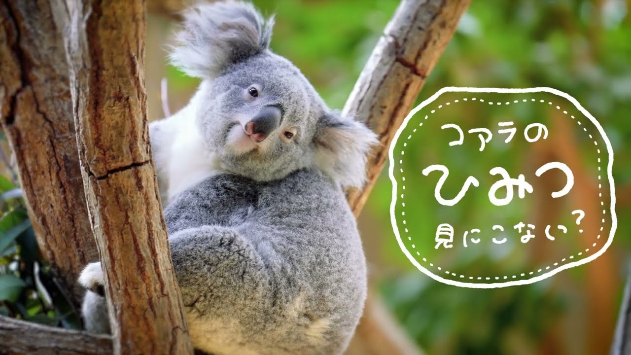 東山動植物園×ブラザー「コアラのひみつ」篇 - YouTube