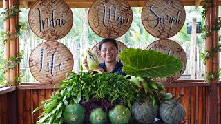 Pangunguha ng 'Corn Mushroom' at Pag Haharvest ng Aming Pananim