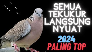 Suara Burung Tekukur Gacor - Paling Ampuh Memikat dan Menarik 2024