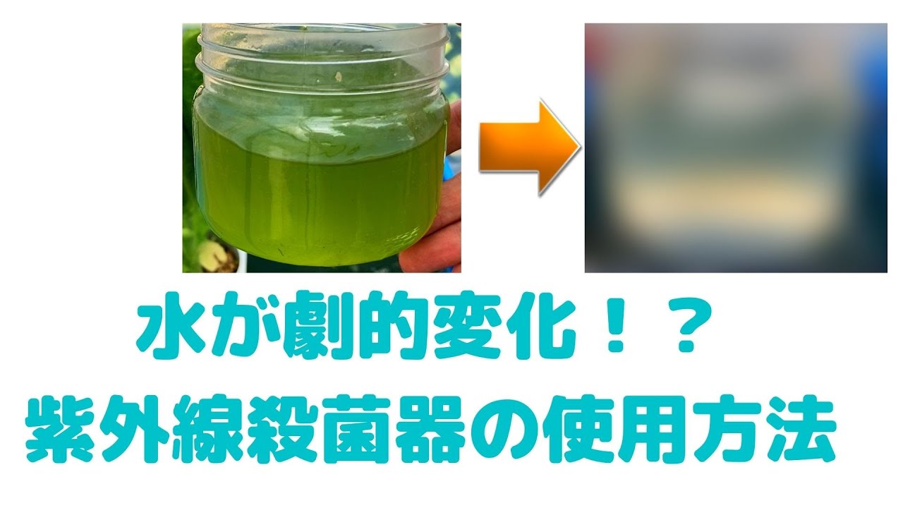 水槽のコケ対策 エーハイムの紫外線殺菌器をつかってグリーンウォーターを除去 Youtube 水槽のコケ対策 エーハイムの紫外線殺菌器をつかってグリーンウォーターを除去 Youtube