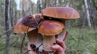 картинка: Лучший сбор грибов бывает и в понедельник!
