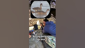 Burung belibis turun 3 ekor