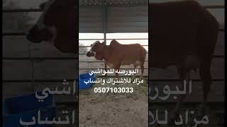 حراج المواشي مزاد ابقار