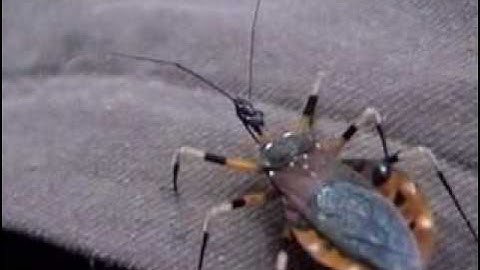 Assassin Bug of Malaysia