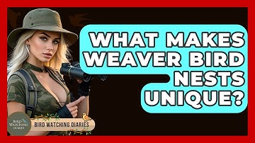 What Makes Weaver Bird Nests Unique? - Bird Watching Diaries