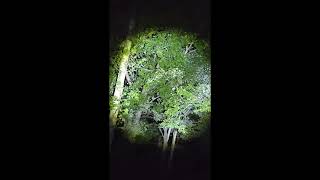 South Carolina Incident