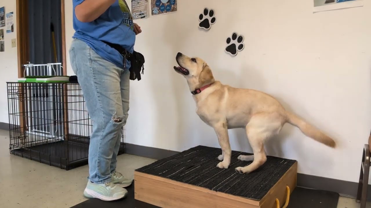 Nippy Puppy Harness 2- Safe Treat Delivery