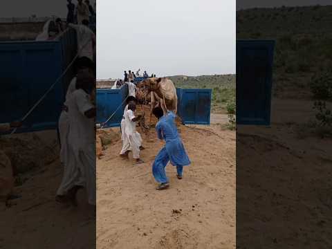 طرد الجمل الجميع ليس كل من يفهم قوة الجمل