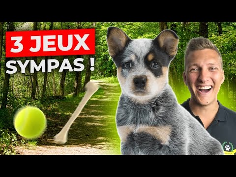 Vidéo: Un nouveau harnais incroyable aide les chiens et les humains à communiquer