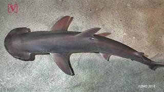 The World’s First Known Omnivorous Shark Munches On Seagrass