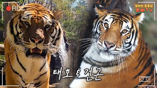 건곤이와 태호는 왜 사파리로 돌아가나요? 타이거밸리 사육사와 함께 하는 Q&A 시간│Tiger Valley