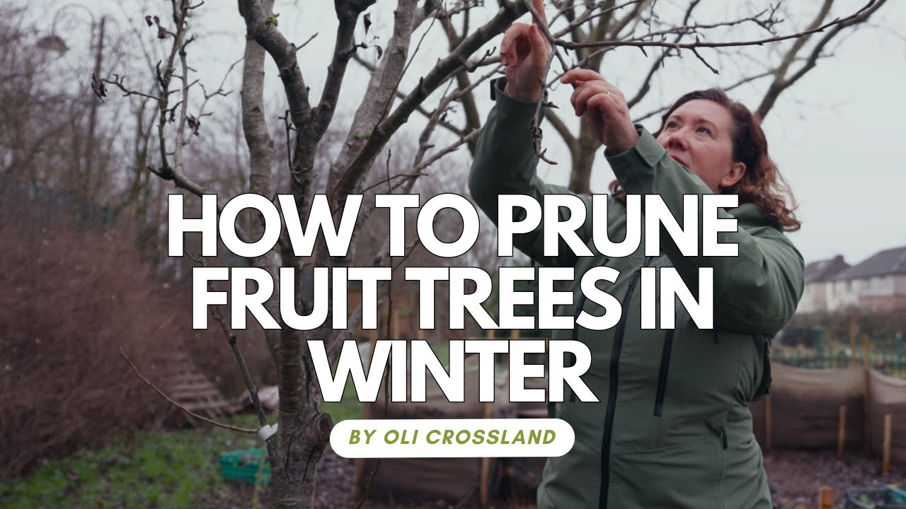 How To Prune Fruit Trees In Winter YouTube how-to-prune-fruit-trees-in-winter-youtube