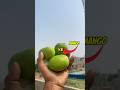 Can This Make Mango Ripen Faster? 🥭