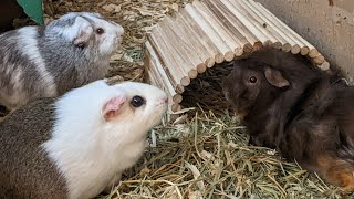 I Put A Camera In My Guinea Pigs Cage To See What They Do When I'm Not Around