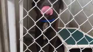 ZEUS - ID#A154490  male Rottweiler and Queensland Heeler mix