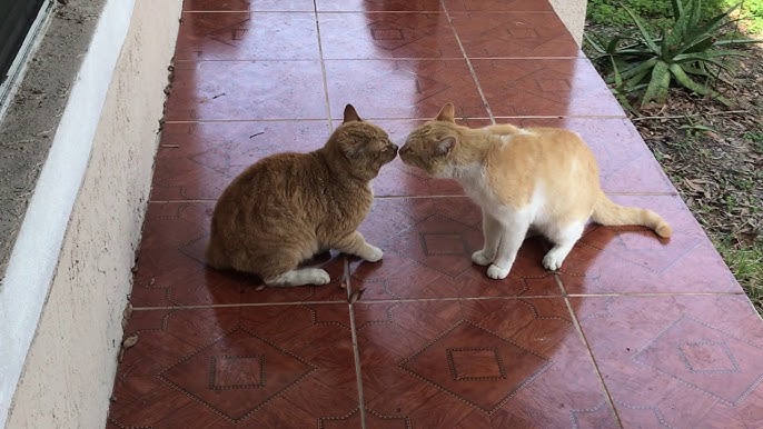 Angry Cat - Street Fighting Cats