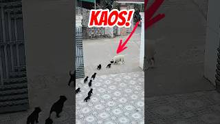Yola Fırlayınca Tam Bir Kaos Çıkıyor