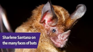 UW&#39;s Sharlene Santana talks about the many faces of bats