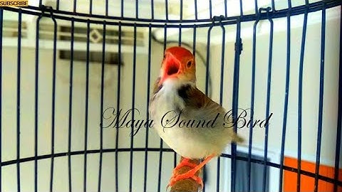Prenjak Gacor - Masteran Prenjak Lumut Agar Suara Bervariasi - Pancingan  Bunyi Pikat Prenjak Merah
