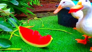 cute ducks love watermelon#cuteducks #duckmukbang