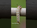 Spodoptera frugiperda (Fall armyworm)