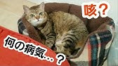 ぺット手帳 猫ちゃんの鼻づまり解消方法 Youtube ぺット手帳 猫ちゃんの鼻づまり解消方法 Youtube