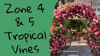 Cold Hardy Alternatives For Bouganvillea Usda Zones 4 & Up